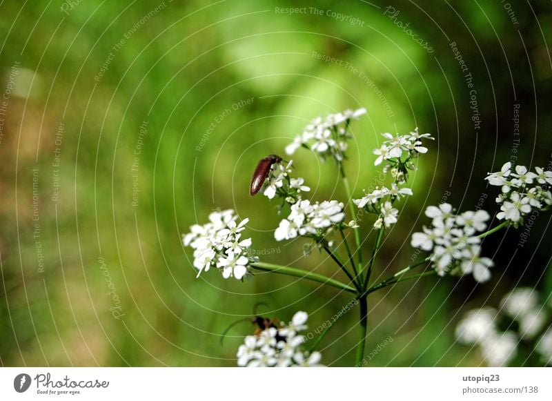 Käferleben Blume grün Blüte Natur Scharfentiefe