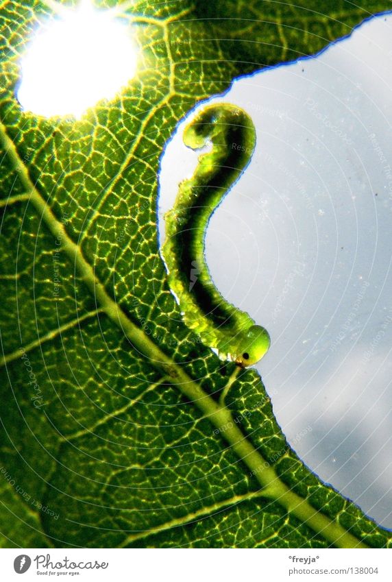 raupe nimmersatt Casa Milà - La Pedrera grün Schmetterling Raupe Ernährung jam jami Sonne caterpillar