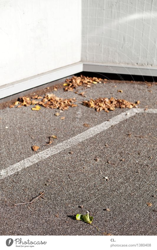 blätter Natur Herbst Wetter Schönes Wetter Blatt Mauer Wand Boden Vergänglichkeit Farbfoto Außenaufnahme Menschenleer Tag