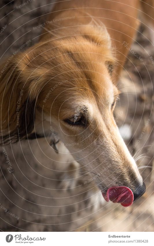 Leckermäulchen Tier Haustier Hund 1 Essen braun Strand Saluki genießen Hundefutter Belohnung Windhund Appetit & Hunger Fell Farbfoto Gedeckte Farben