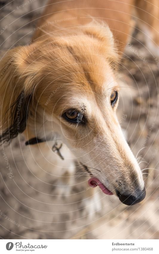 Liebäugeln Tier Haustier Hund Saluki Windhund 1 sportlich blond wild weich braun Zufriedenheit Leben einzigartig Hundestrand dog Freundschaft Schnauze