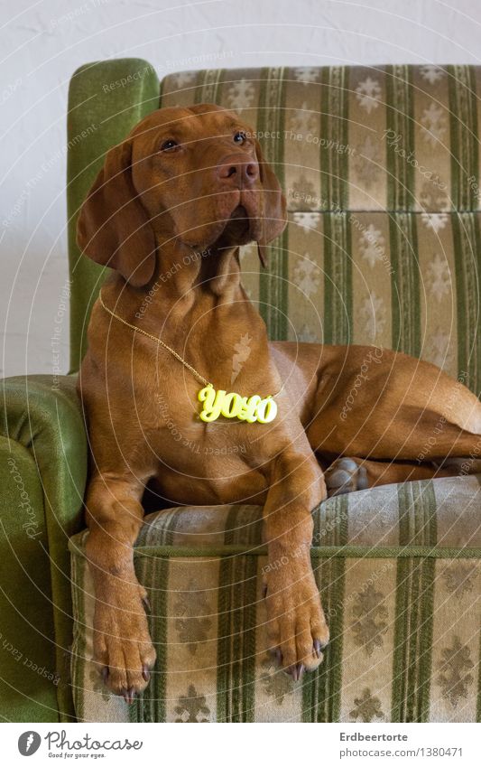 Hipster Sofa Sessel Erholung sitzen Coolness trendy lustig braun grün Zukunft Jagdhund Magyar Vizsla YOLO Lebensmotto lässig ruhig Farbfoto Gedeckte Farben