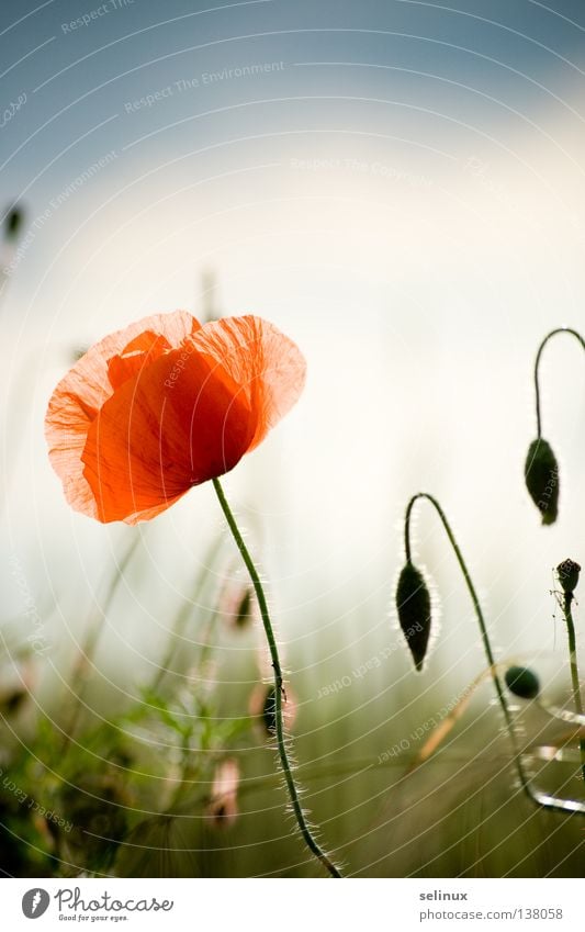 Up and down Mohn rot Blüte Feld Gras Natur Himmel Kladow