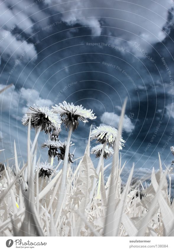 guck mal... Personenzug Infrarotaufnahme Farbinfrarot Baum Holzmehl Wolken weiß schwarz Sonnenblume Löwenzahn Frühling Gras Wiese Froschperspektive Pflanze