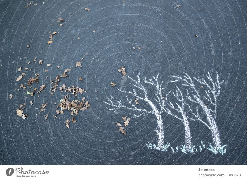 Herbst Umwelt Natur Klima Wetter Unwetter Wind Sturm Baum Blatt Laubbaum natürlich Farbfoto Außenaufnahme