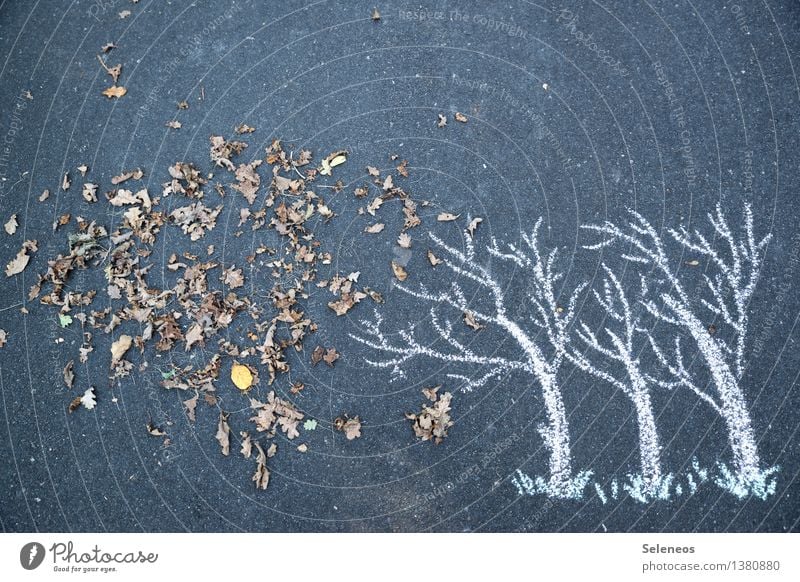 Herbst Umwelt Natur Wind Sturm Pflanze Baum Blatt Laubbaum Laubwald laublos natürlich Kreide Farbfoto Außenaufnahme Menschenleer Textfreiraum oben