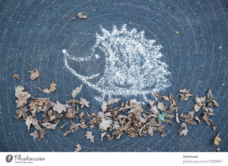 Herbstspaziergang Umwelt Natur Blatt Tier Igel 1 Kreide Fröhlichkeit Spaziergang Farbfoto Außenaufnahme