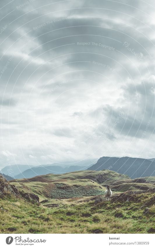 The spectator Ferien & Urlaub & Reisen Ausflug Abenteuer Freiheit Umwelt Natur Landschaft Himmel Wolken Herbst Wetter Gras Sträucher Feld Hügel Berge u. Gebirge