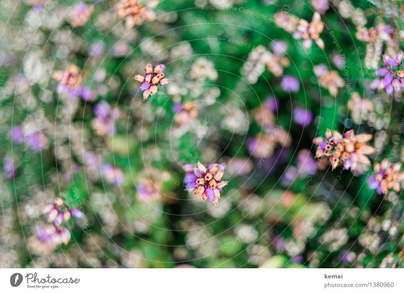 Wild & free Umwelt Natur Pflanze Herbst Blume Sträucher Blüte Wildpflanze Blühend Wachstum klein niedlich schön Heidekrautgewächse Bergheide Farbfoto mehrfarbig