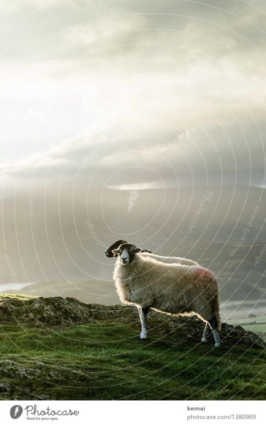 Mr. & Mrs. Sheep Umwelt Natur Landschaft Tier Himmel Wolken Sonne Sonnenaufgang Sonnenuntergang Sonnenlicht Herbst Wetter Nebel Wiese Hügel Felsen