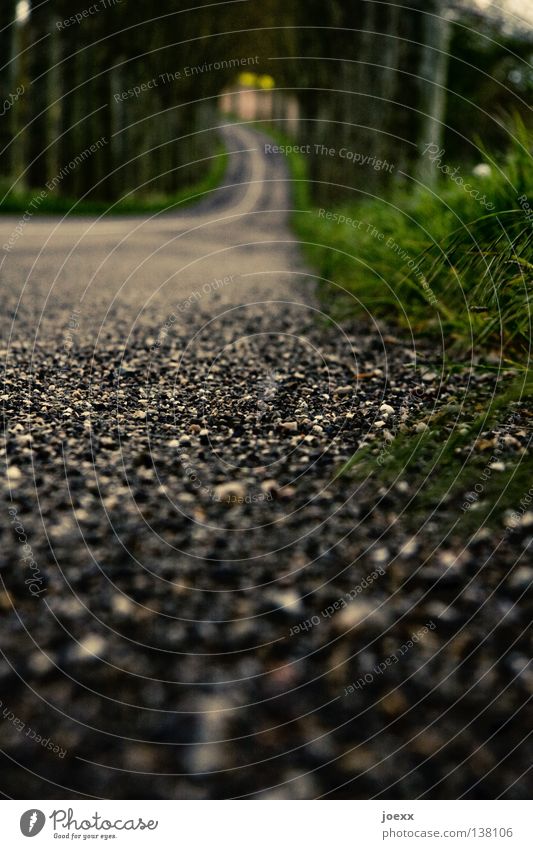 Straßenlage Allee Froschperspektive Fahrbahn fahren Gras Am Rand Straßenbelag Straßenrand Teer Unschärfe unterwegs Verkehr Verkehrswege Bodenbelag Kurve