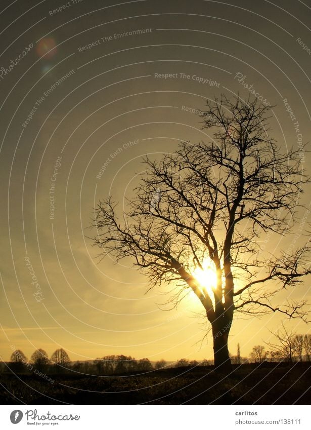 Winterschlußverkauf Baum Gegenlicht Blatt Blattknospe Photosynthese Sauerstoff Blattgrün Blüte Obstbaum Feldmark Bilderrätsel Froschperspektive Wolken Wetter