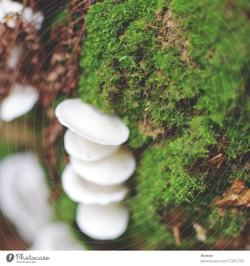 Schimmel-Pilz Natur Pflanze Stockschwämmchen Moos Wald Feuchtgebiete Auwald Urwald Lamelle Wachstum schleimig grün weiß Albino Farbfoto Außenaufnahme