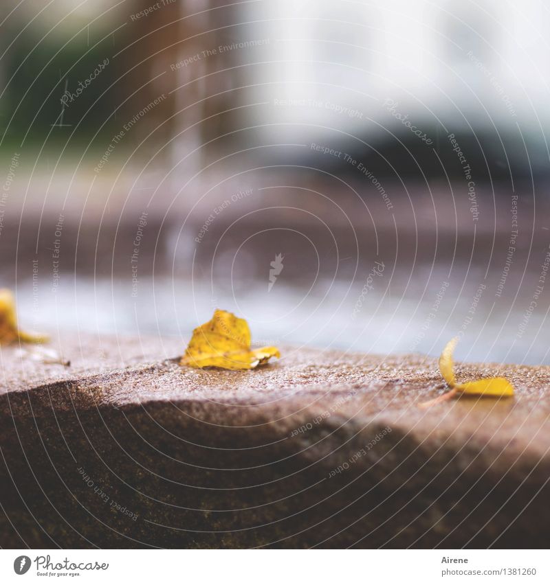 an eines Brunnens Rand Wasser Wassertropfen Herbst Blatt Herbstlaub Herbstfärbung Park verblüht trist gelb rot silber Trauer Tod Einsamkeit Senior