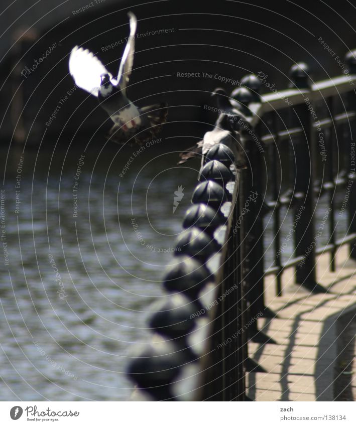 Tauben bestätigen SIE immer! Friedenstaube Vogel Tier Schnabel Daunen grau Vogelgrippe Vogeljagd mausern Beginn Spree flattern Federvieh Luftverkehr dreckig