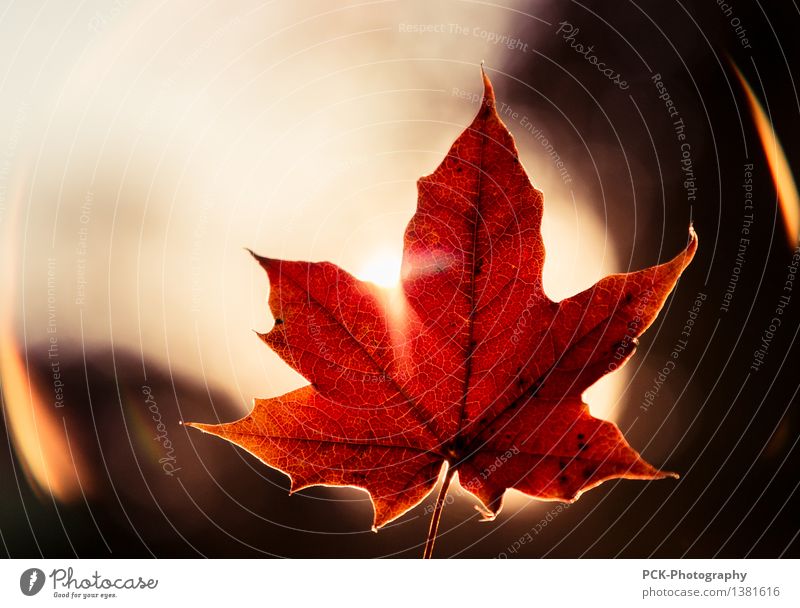 Rotes Blatt Pflanze Sonne Sonnenlicht Herbst Gefühle Stimmung Blattadern Herbstblatt Goldene Stunde Flare rot orange Ahornblatt Farbfoto Außenaufnahme Dämmerung