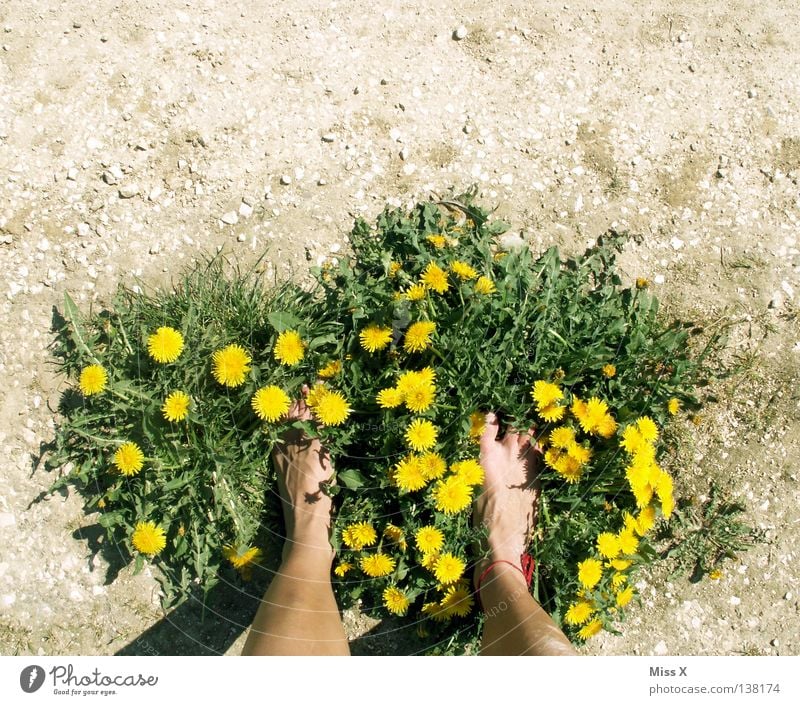 Öko-Latschen II Farbfoto Außenaufnahme Insel Frau Erwachsene Beine Fuß Erde Frühling Dürre Blume Gras Feld Schuhe Stein dreckig trocken braun gelb grau grün