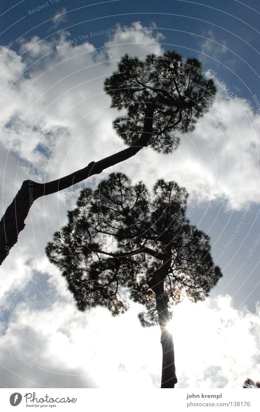 jane und john krempl Baum Pinie Rom Süden Wolken schlechtes Wetter Licht Gegenlicht blenden hell Baumkrone Himmel monte pincio blau Sonne