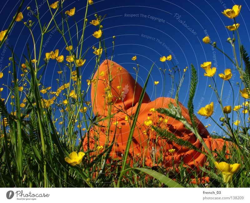 raus Pflanze Blume Blüte Mann Gras Wiese Feld Jahreszeiten Sommer Rind Frühling Landwirtschaft Ackerbau Ereignisse Halm Stengel Kapuze Pause Futter