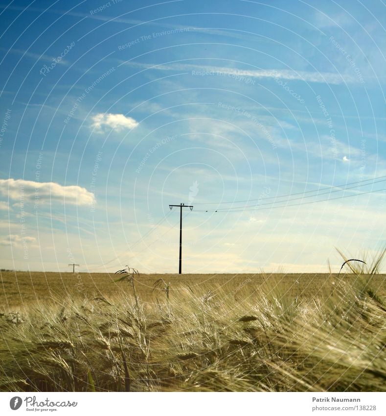 Sommertag sommerlich Landwirtschaft ländlich Gras Weizen Gerste Wunsch Elektrizität Strommast Starkstrom technisch Wolken grün weiß Himmel Landschaft Natur blau