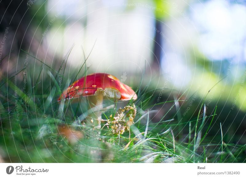 Fliegenpilz II Umwelt Natur Pflanze Erde Herbst Gras Grünpflanze Wildpflanze Pilz Pilzhut Wiese Wald Waldboden Boden Wachstum grün rot bedrohlich markant hell