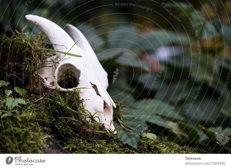 alte Ziege Umwelt Natur Moos Blatt Garten Park Wald Tier Nutztier Ziegen Ziegenbock Tierschädel 1 gruselig Tod Farbfoto Außenaufnahme Textfreiraum rechts