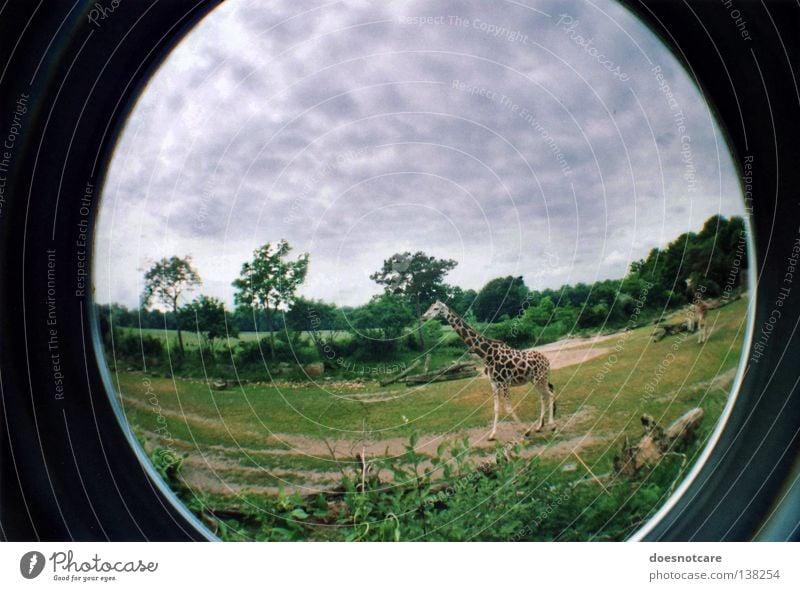 Follow me (to Eternity). Safari Natur Tier Giraffe Steppe Paarhufer Wiederkäuer Savanne Afrika Lomografie Weitwinkel Fischauge