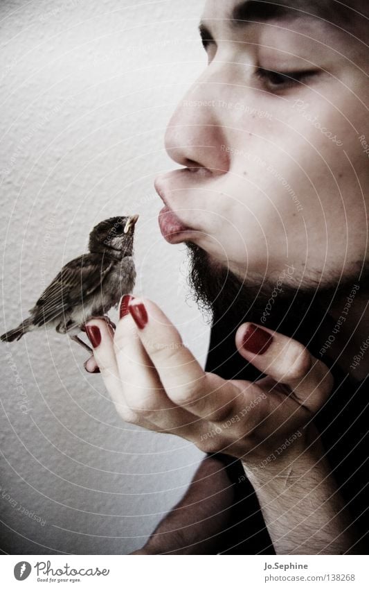 he loves birds. Mann Erwachsene Vogel Küssen Liebe niedlich weich Geborgenheit Tierliebe Spatz Feder Gesicht Bart Kussmund Nagellack Hand festhalten