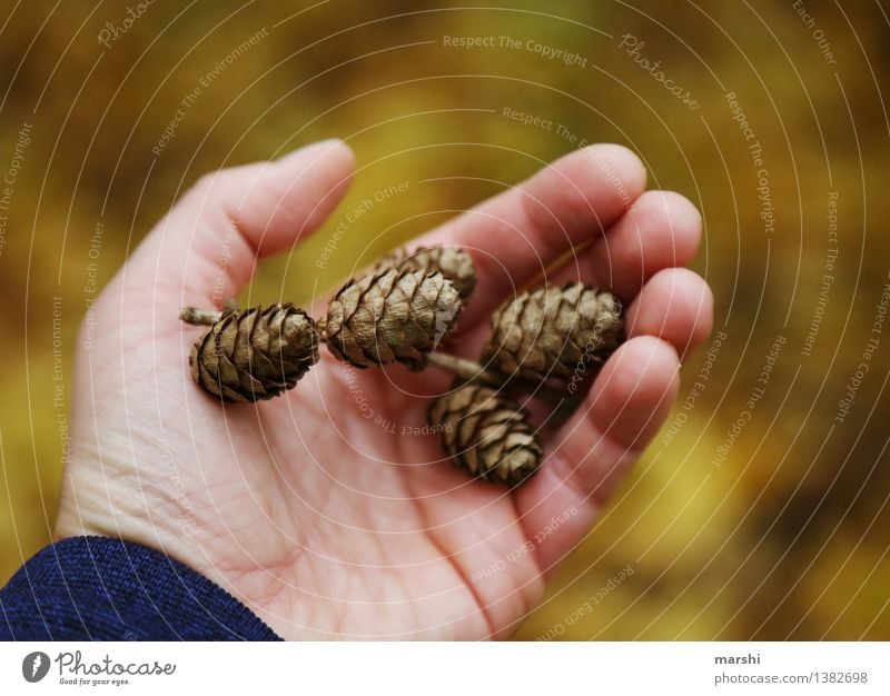 Waldfund II Umwelt Natur Pflanze Herbst Winter Stimmung Zapfen Hand Sammlung herbstlich finden Sammler Farbfoto Außenaufnahme Nahaufnahme Detailaufnahme