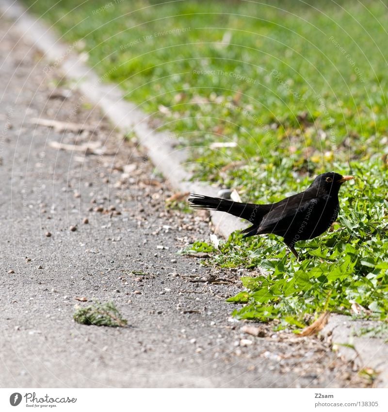 mei a vogerl Vogel Tier Teer Beton Wiese grün Gras klein Pause ruhig Einsamkeit Natur scharz Flügel Linie