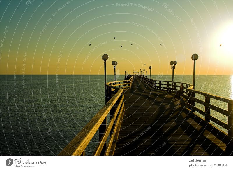 Sonnenaufgang Seebrücke Binz Meer Horizont Ferne Aussicht Wasseroberfläche Morgen Vogel Meeresvogel Möwe Ferien & Urlaub & Reisen Sommer Nebensaison