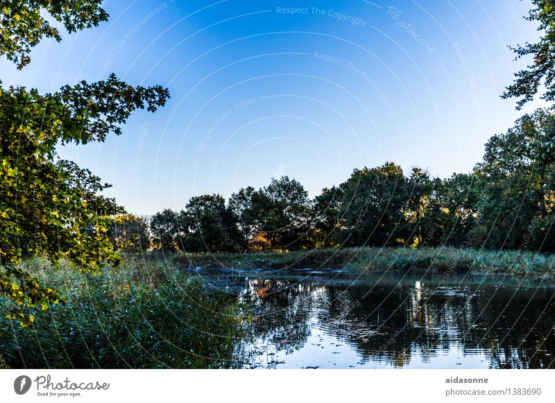 Waldteich Natur Landschaft Wolkenloser Himmel Herbst Schönes Wetter Seeufer Teich Romantik ruhig Einsamkeit Frieden geheimnisvoll Langeweile Leben Stimmung