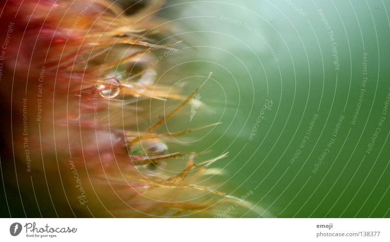 >>>> nah Makroaufnahme nass feucht Wassertropfen Regen Unschärfe rund weich seltsam Pudding Götterspeise grün Fell Fussel Nahaufnahme obskur nahfotografie