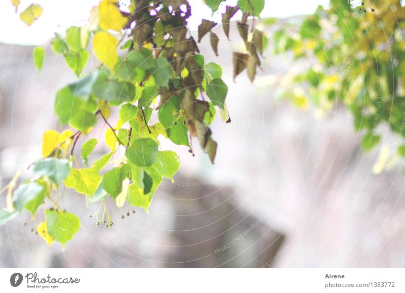 lindert Heilpflanzen Heißgetränk Tee Lindenblütentee Kräutertee Sonnenlicht Sommer Herbst Pflanze Baum Blatt Lindenblatt Blühend Wachstum Duft Gesundheit hell