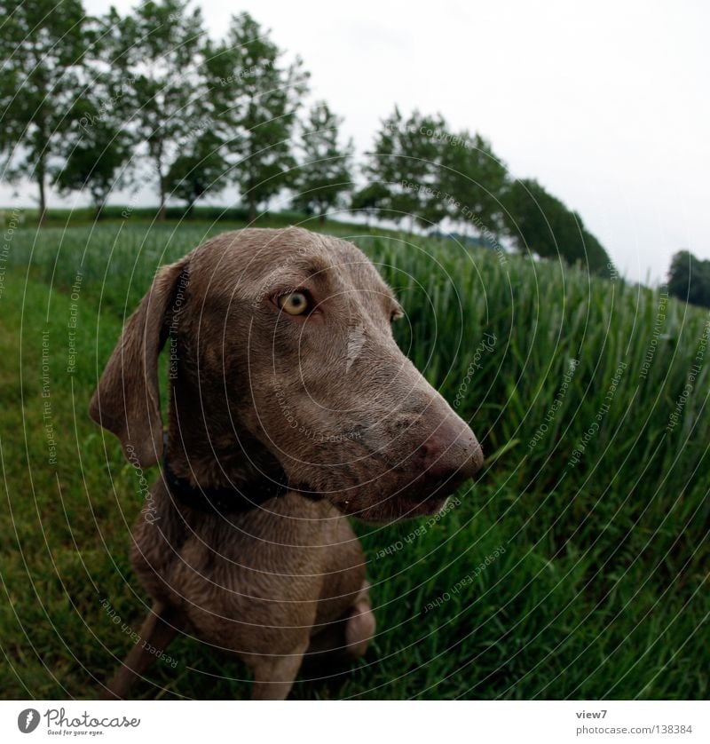 Fischhund Hund Weimaraner nass feucht Wachsamkeit Feld Fell Jagdhund Fischauge Säugetier Verzerrung frei Blick Auge Neigung Außenaufnahme Hundekopf Hundeauge