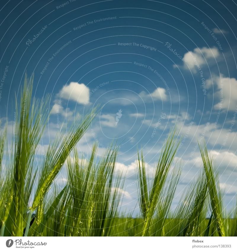 Mildes Lüftchen Gerstenähre Gerstenfeld himmelblau grün Wolkenfeld Wolkenhimmel Schönes Wetter Sommer Textfreiraum oben Ackerbau Natur ökologisch