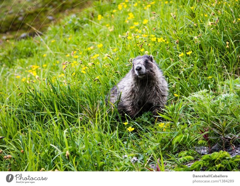 ... Ich komm ja schon! Landschaft Frühling Sommer Blume Gras Blüte Wiese Feld Alpen Berge u. Gebirge Tier Wildtier Fell Zoo Murmeltier Nagetiere Säugetier 1