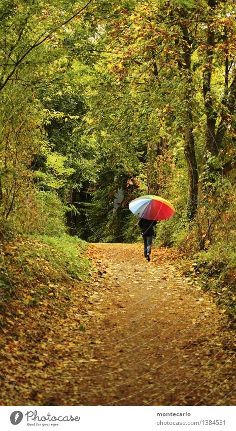 herbstspaziergang Umwelt Natur Landschaft Pflanze Urelemente Erde Herbst schlechtes Wetter Sträucher Grünpflanze Wildpflanze Blatt Baum Wald Fußweg Regenschirm