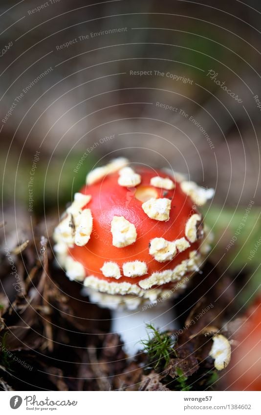 Rotschopf Natur Erde Herbst Wald fest klein braun gelb grün rot weiß Pilz Fliegenpilz Pilzkopf rot-weiß ungenießbar Gift Waldboden einzeln Farbfoto mehrfarbig