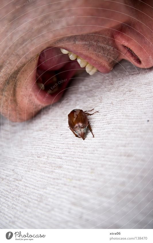 die verwandlung Mann Fressen Ernährung Insekt Maikäfer krabbeln Fleisch Käfer Mund Mensch Lebensmittel gregor samsa kafka Nase Essen Zähne