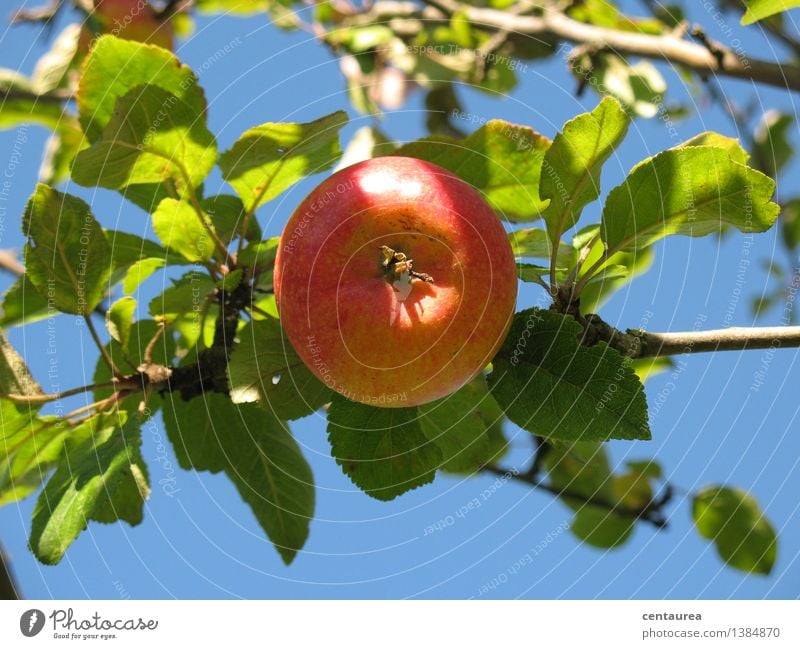 Apfel Lebensmittel Frucht Ernährung Bioprodukte Vegetarische Ernährung Gesundheit Umwelt Natur Himmel Wolkenloser Himmel Sonne Herbst Schönes Wetter Baum Garten