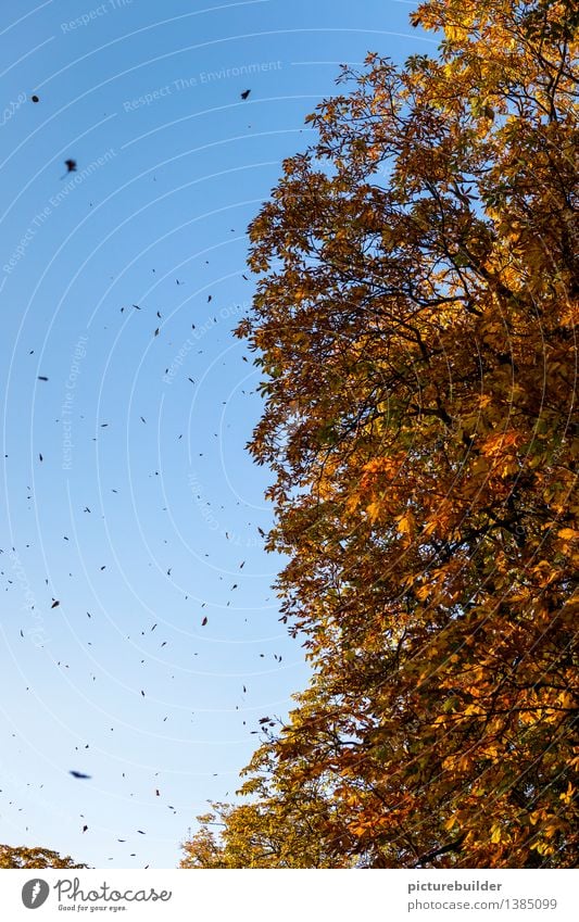 Der Herbstwind Natur Himmel Wolkenloser Himmel Schönes Wetter Wind Baum Blatt Wald alt blau gold orange schwarz Senior Vergänglichkeit Wandel & Veränderung welk