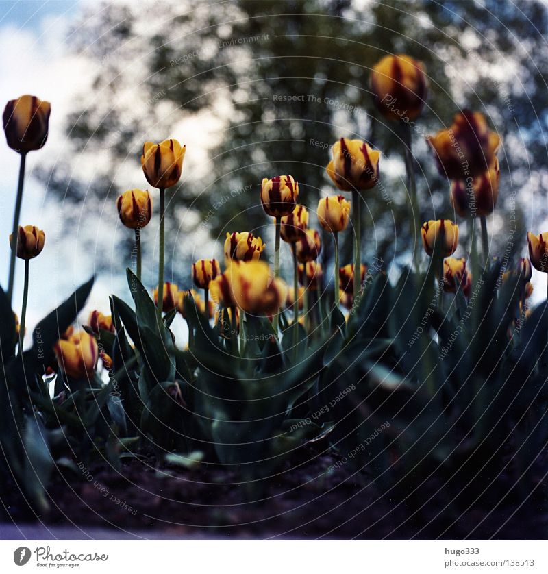 Tulipa gegen Tulpe Tulpenfeld rot rosa erleuchten Blume himmelblau Feld Halm Leben Agra Landwirtschaft Vielfältig Gemälde stechend Wolken Erholung baumeln ruhig