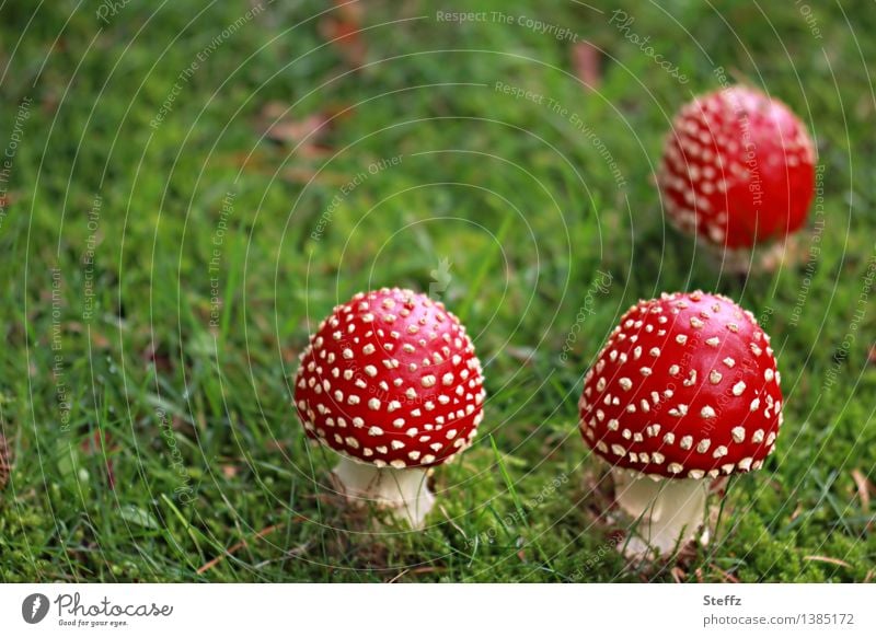 drei kleine Fliegenpilze Amanita muscaria giftige Pilze Glückspilze Waldpilze Herbstbeginn Herbstwiese heimisch September Waldlichtung Waldboden gepunktet