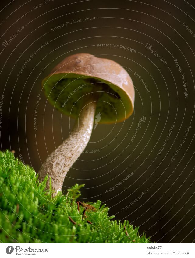 Prachtkerl Umwelt Natur Tier Erde Herbst Moos Pilz Pilzhut Wald stehen Wachstum ästhetisch natürlich dünn weich braun grün Stimmung ruhig Einsamkeit Perspektive