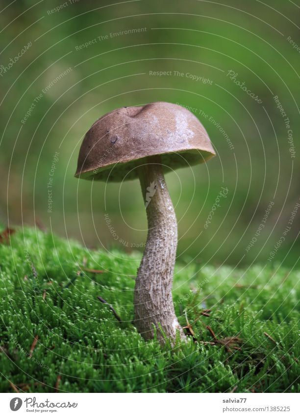 Birkenpilz Pilz Pilzhut Umwelt Natur Pflanze Erde Herbst Moos Wald stehen Wachstum ästhetisch einfach lecker natürlich braun grau grün Einsamkeit Stimmung