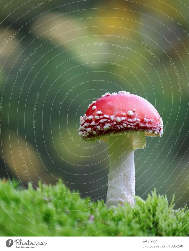 Im Rampenlicht Umwelt Natur Tier Erde Herbst Pflanze Moos Pilz Fliegenpilz Pilzhut Wald leuchten stehen ästhetisch frisch positiv grün rot weiß Stimmung Glück