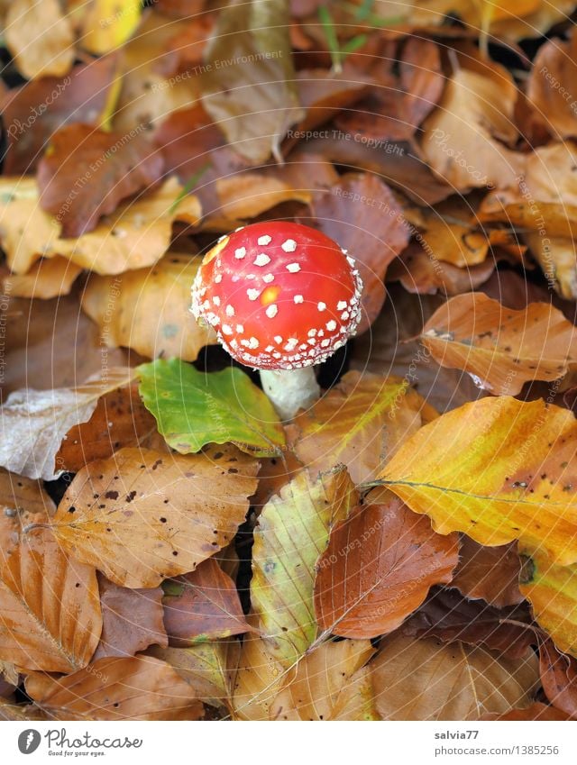 Jung und Alt Umwelt Tier Erde Herbst Pflanze Blatt Herbstfärbung Laubwald Pilz Fliegenpilz Wald stehen klein trocken weich braun gelb rot Geborgenheit standhaft