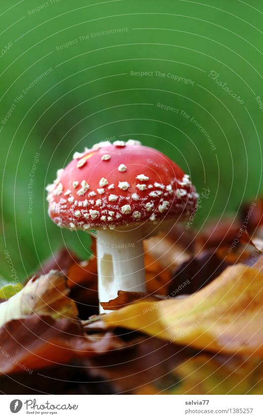 Angefressen Umwelt Natur Tier Erde Herbst Pflanze Blatt Fliegenpilz Pilzhut Wald Wachstum klein schön braun mehrfarbig grün rot weiß Stimmung Glück ruhig