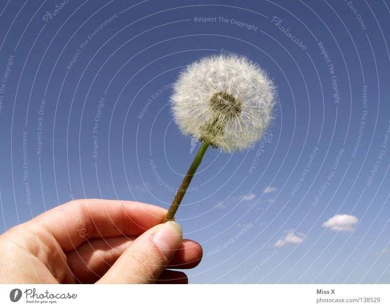 Dandylion Farbfoto Außenaufnahme Tag Sommer Luftverkehr Hand Finger Himmel Blume fliegen verblüht blau weiß Löwenzahn blasen Daumen Wolken Wolke Löwenzahn Samen